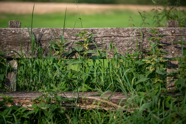 Bench warmers (Nettle edition)