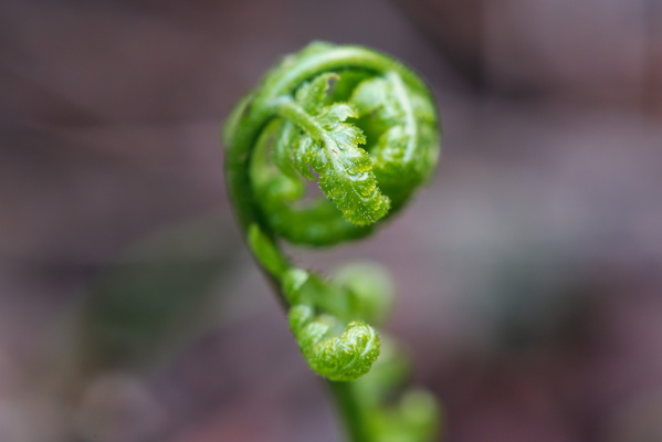 Circinate vernation in dryopteris