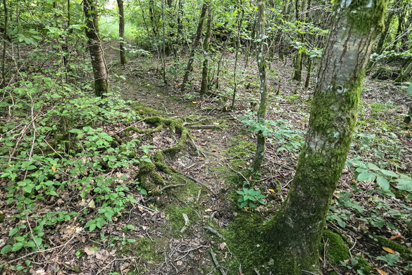 Root awakening