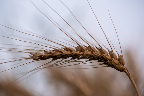 Hair today, bread tomorrow