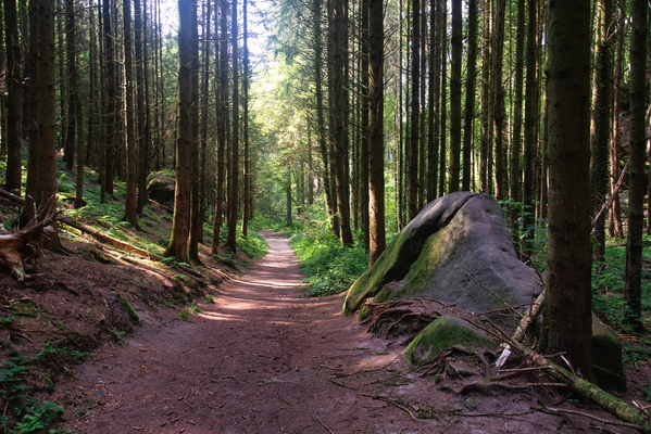 Rock and roll in the woods