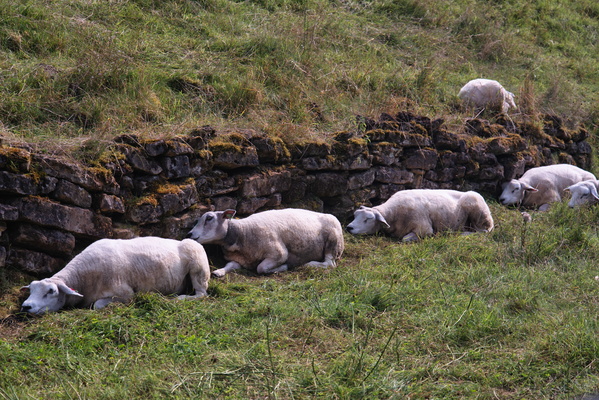 The woolly guardians of the hill