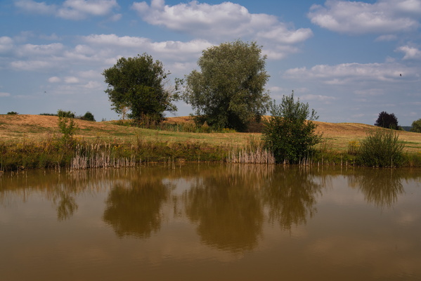 Pond-ering life by the water