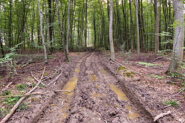 Exploring the forest's hidden paths