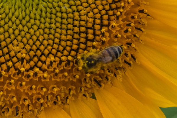 Bee-sy at work
