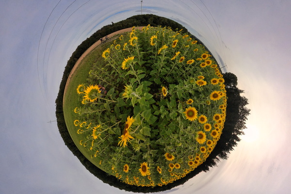 Sunflower planet: population, sunflowers