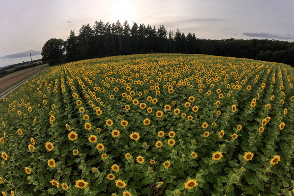 A golden carpet under a grey sky