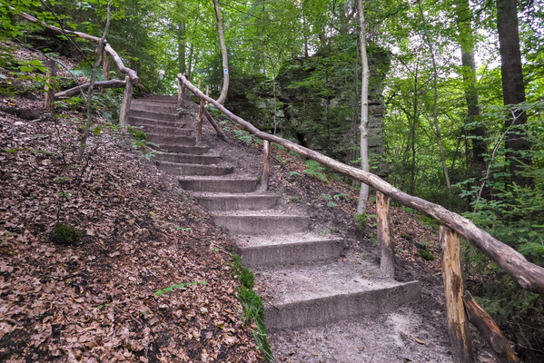 A path through the enchanted forest