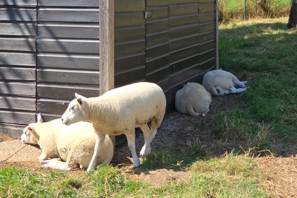 Ewe gotta be kidding me, it's hot in Medernach