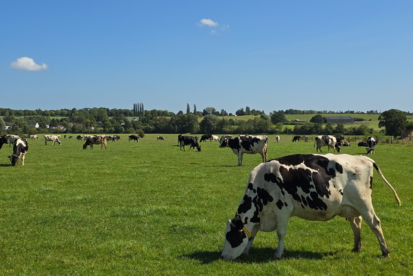 Holy cow, what a view!