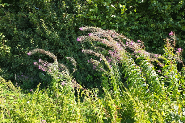 Windy detour: nature's hair day