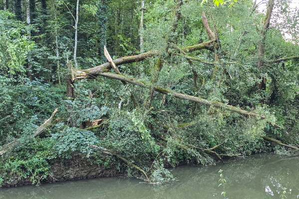 Nature's raw power on the banks of the Alzette