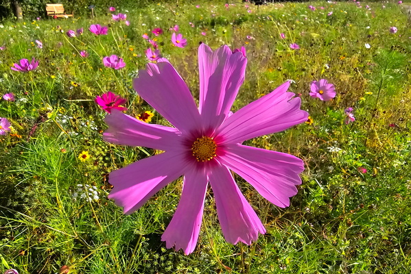 The flower's vibrant dance