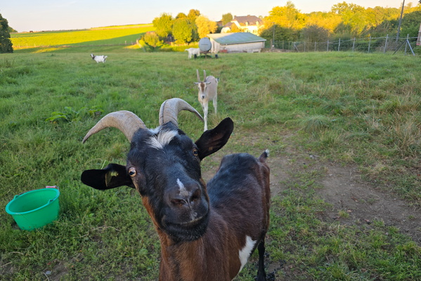 Having a good time with the goats