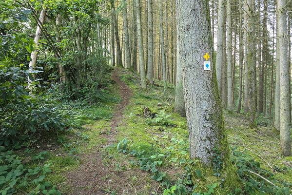 Discovering hidden paths in the forest