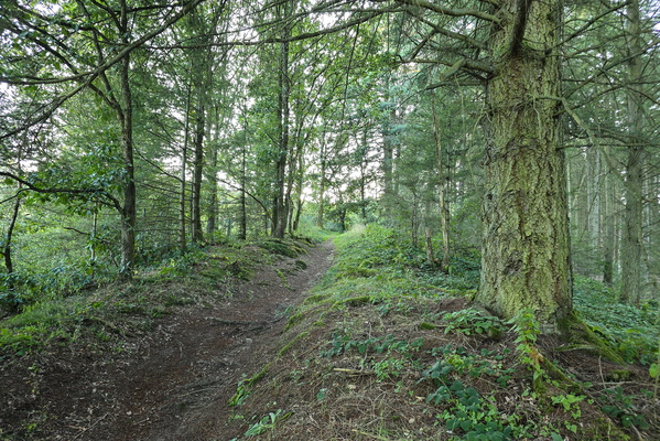 Taking the high road (through the woods)