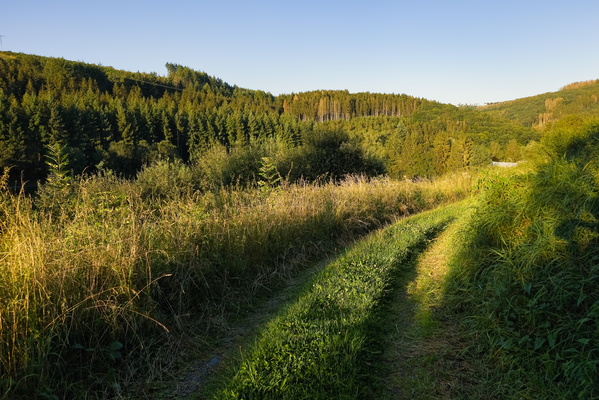 Track and field (and forest)