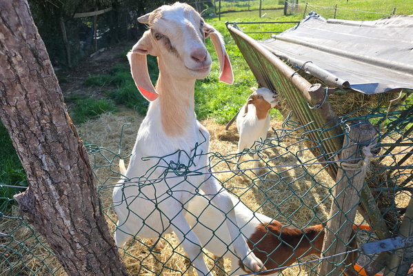 Curious goats in a rural setting