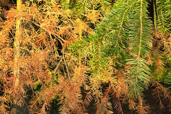 The changing colours of the forest