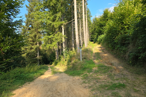 The fork in the road: choose your own adventure