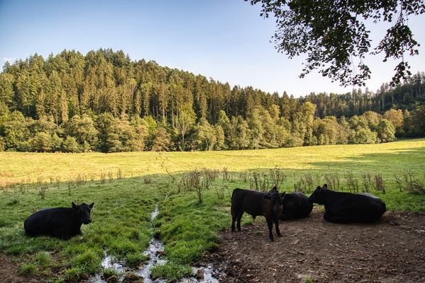 Cow council: the meadow meeting