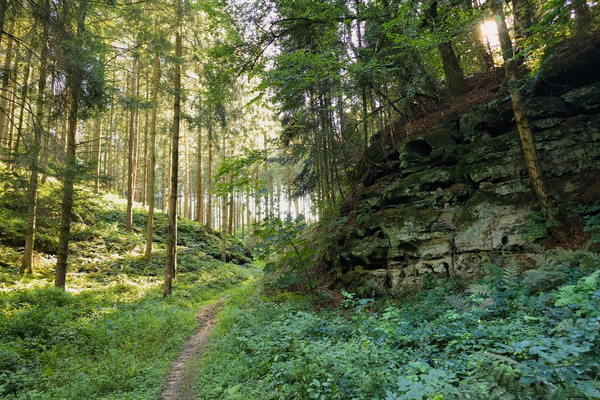 Nature's embrace on the Mullerthal Trail