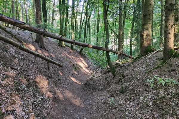 Exploring the hidden depths of the forest