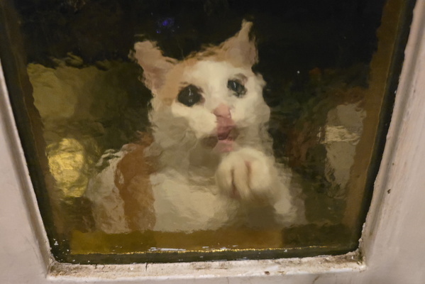Timmy behind window