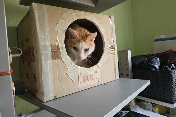 Timmy in a box