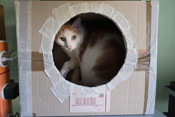 Timmy in a box