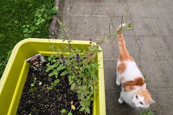Timmy in the garden