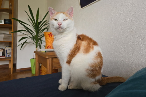 Timmy on bed