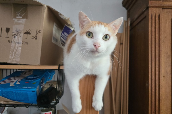 Timmy on a shelf