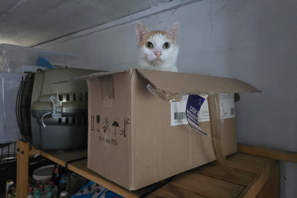 Timmy in the box