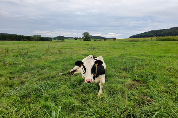 Chilling cow in Calmus
