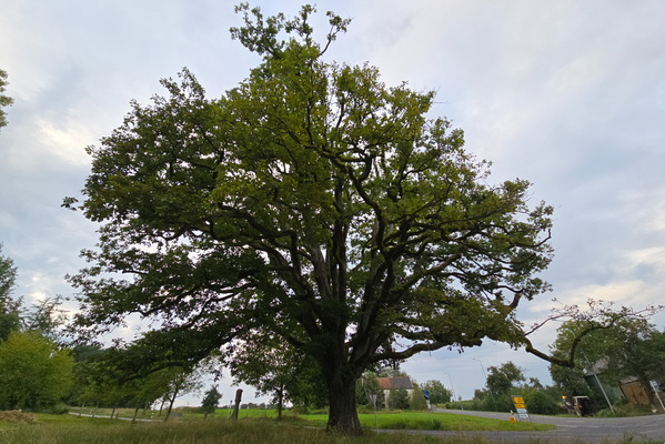 The remarkable oak guardian of Saeul