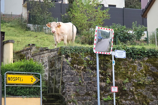 Cow in a garden