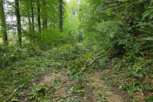 Fallen branches on the way