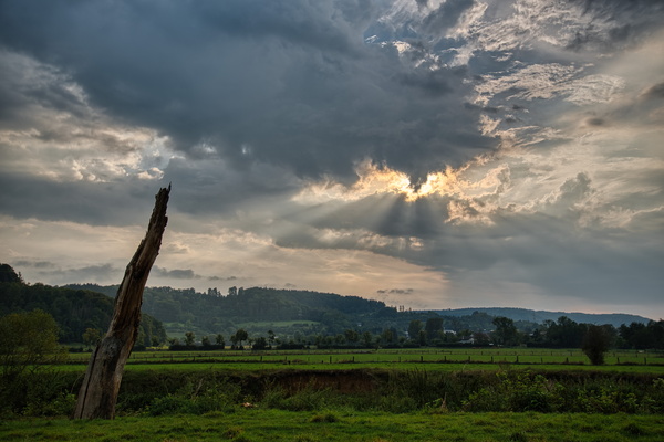 Dead tree, live sky