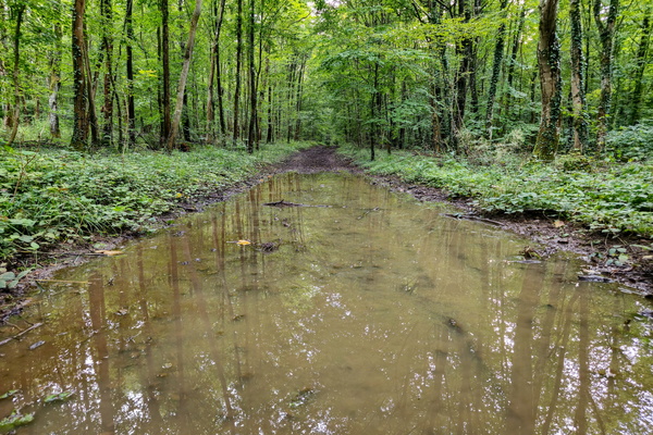 Just a little bit of water on the path