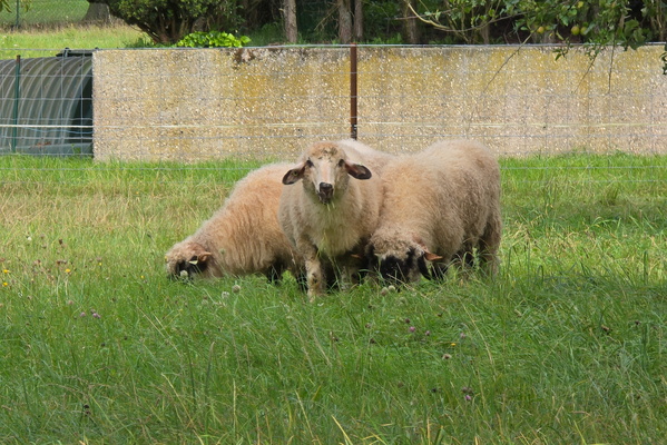 The Sheepish stare