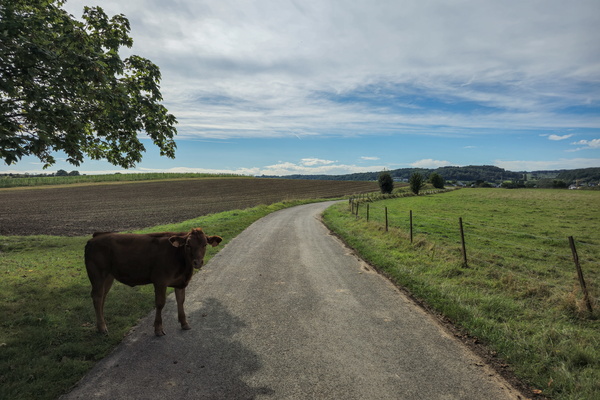 Cow on the loose: the great escape