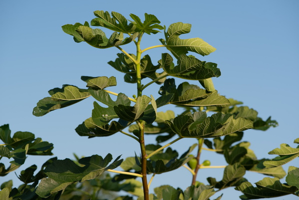 Fig tree