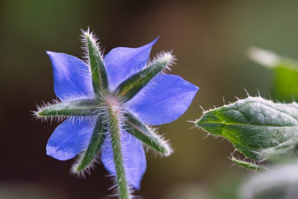 Blue star blooming