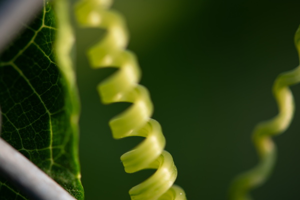 Spiral growth