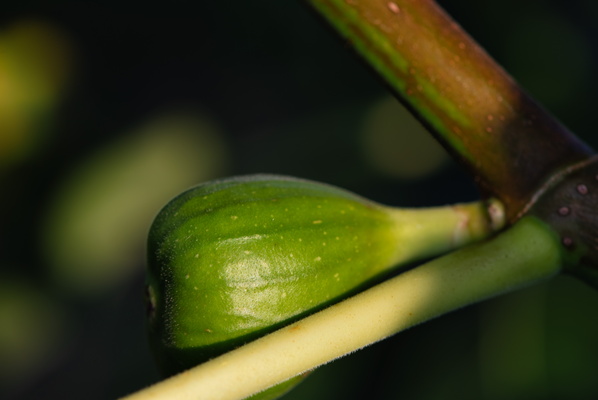 Fig