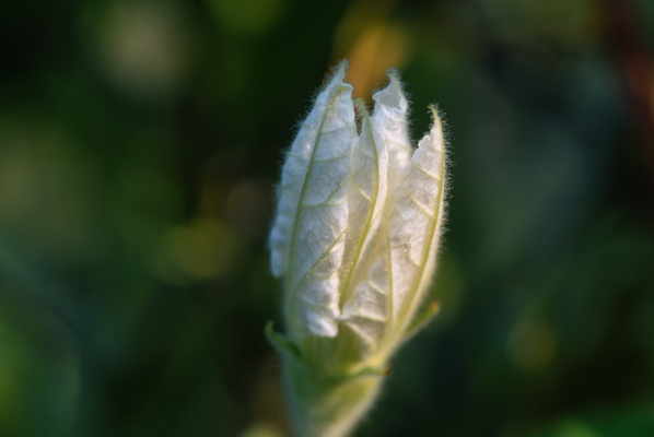 Waiting to bloom
