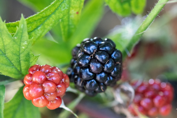 Blackberries