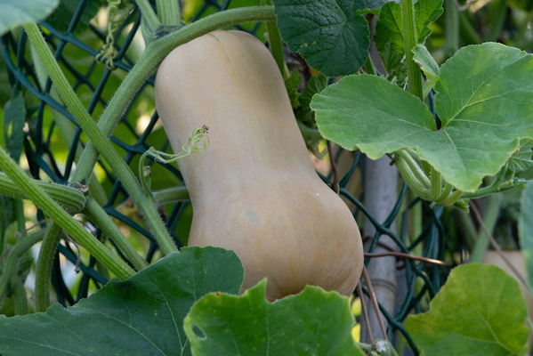 Butternut squash