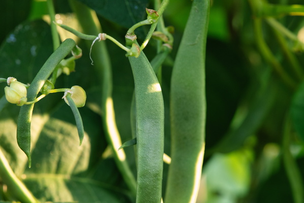 Beans